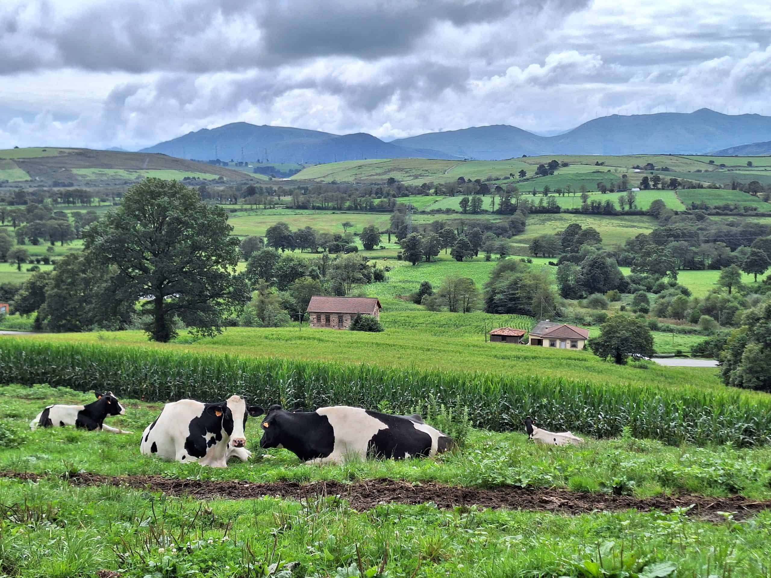Calm September day on the Camino Primitivo countryside, one of the best months to walk the Camino, with cows resting on green grass, clouds, and distant mountains.