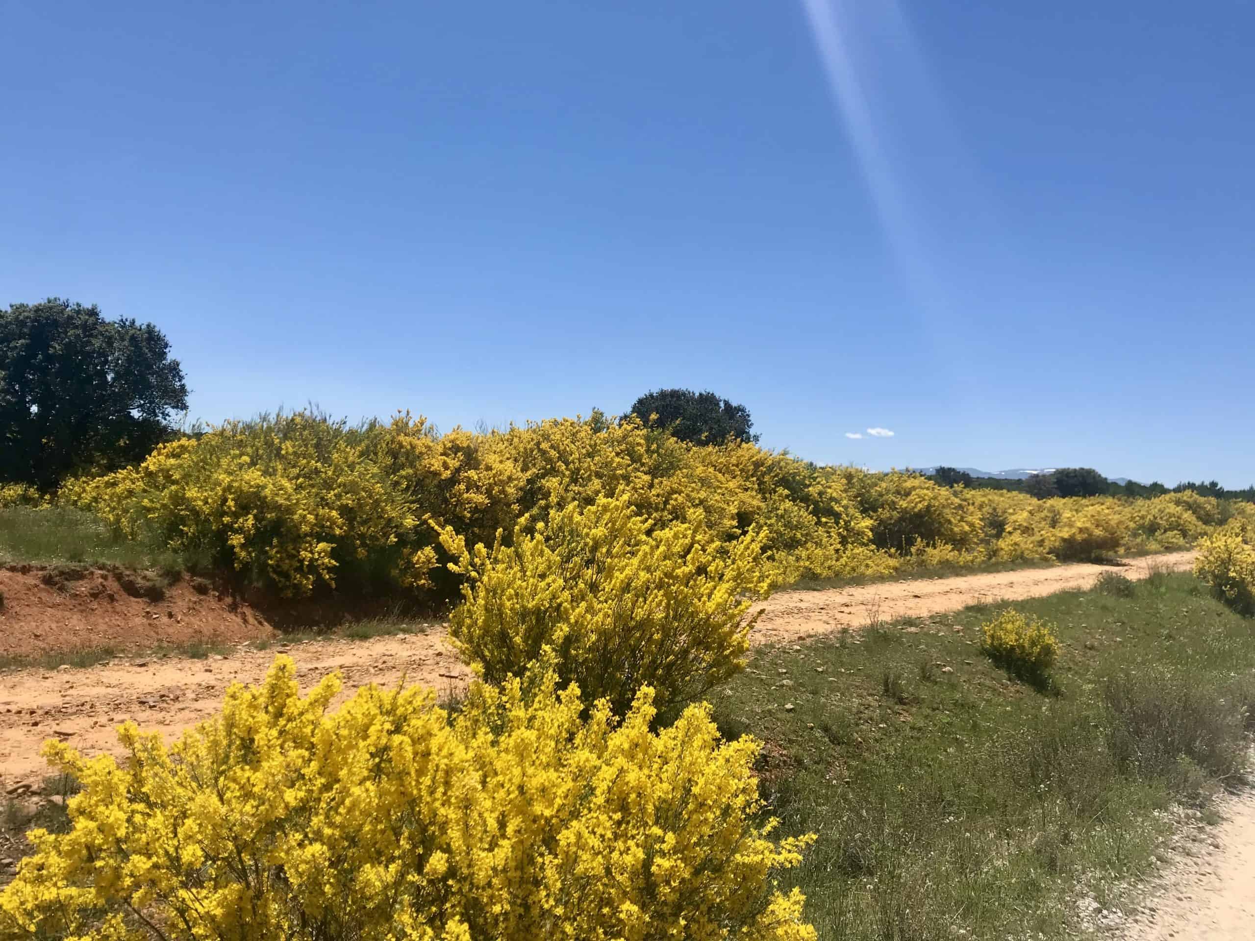 Sunlit Meseta on the Camino Francés in June, one of the best times of year to walk the Camino, with dry paths, shrubs, sparse trees, and clear blue skies.