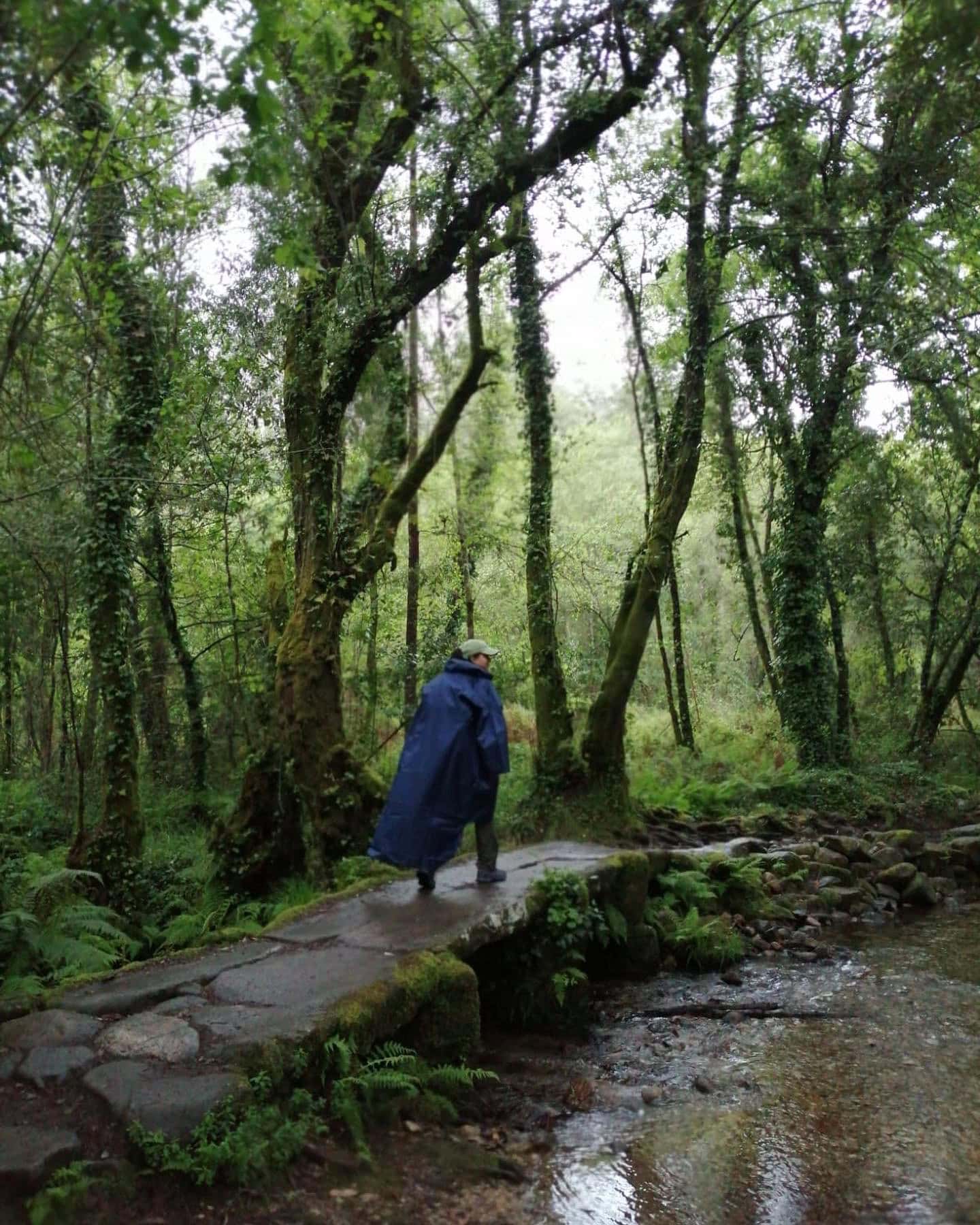 Pilgrim in rain poncho walking the stone path of the Camino Portugués in April, a best time to walk the Camino to enjoy lush green forests and gentle spring rains.